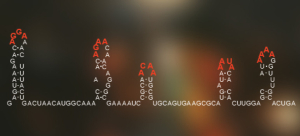 RNA virus hidden code